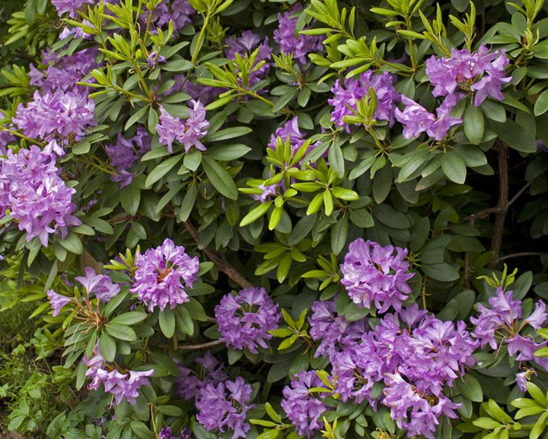 Le Jardin Botanique des Plantes à Angers - 